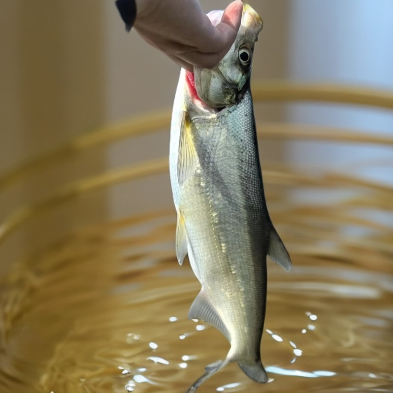 密云水库大翘嘴冷水鱼白鱼大白刁深山活鱼现捕冰鲜包邮到家鲜活
