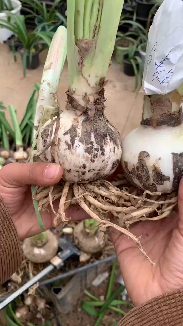 当前无花栽培后可以开花蜂鸟7cm+（2）