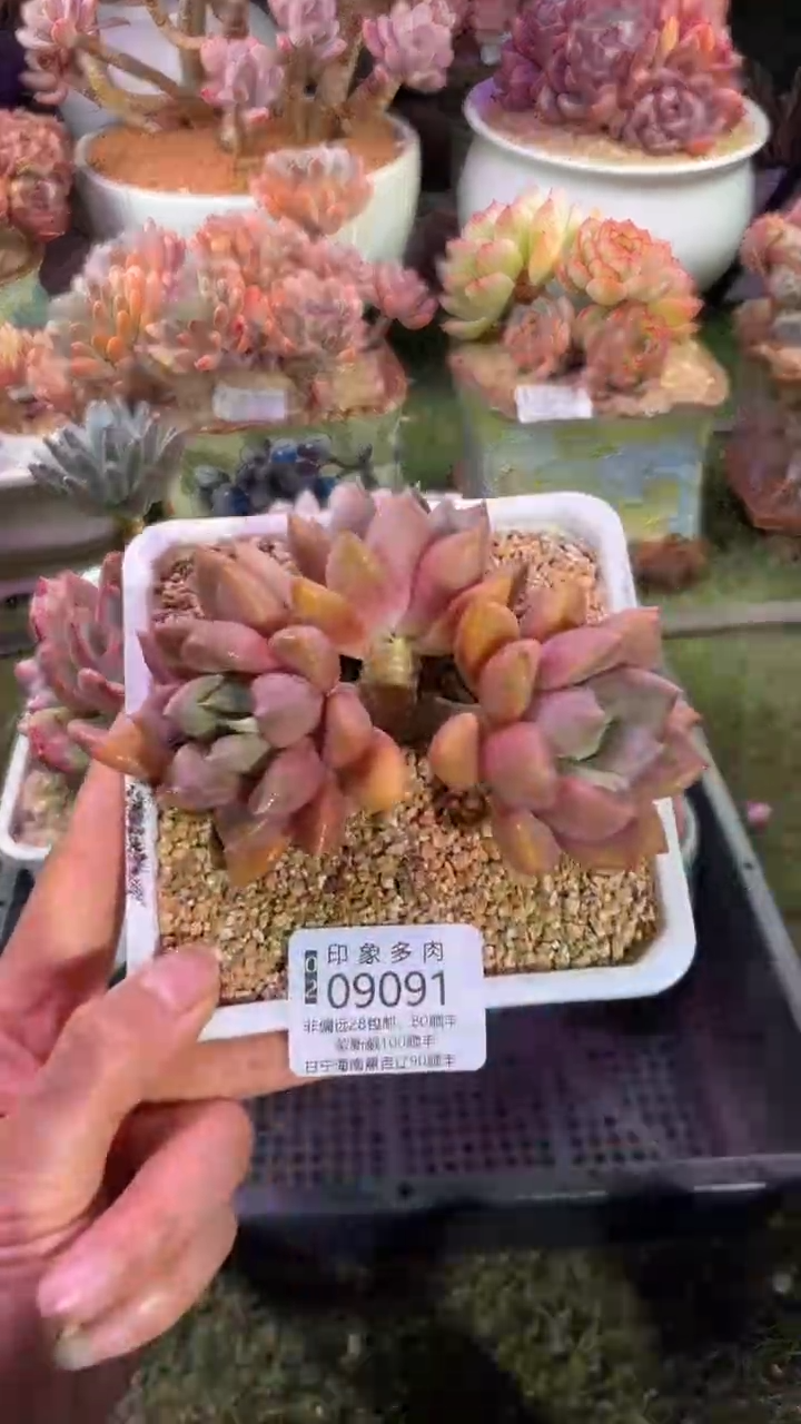 【闪购商品】09091