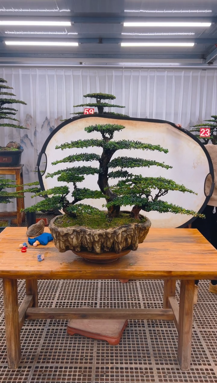 【闪购商品】紫砂精品盆景直播间一物一拍