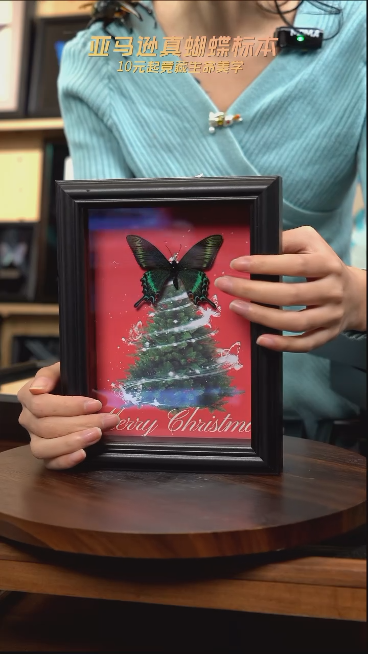 绿带翠凤蝶春型圣诞款7寸