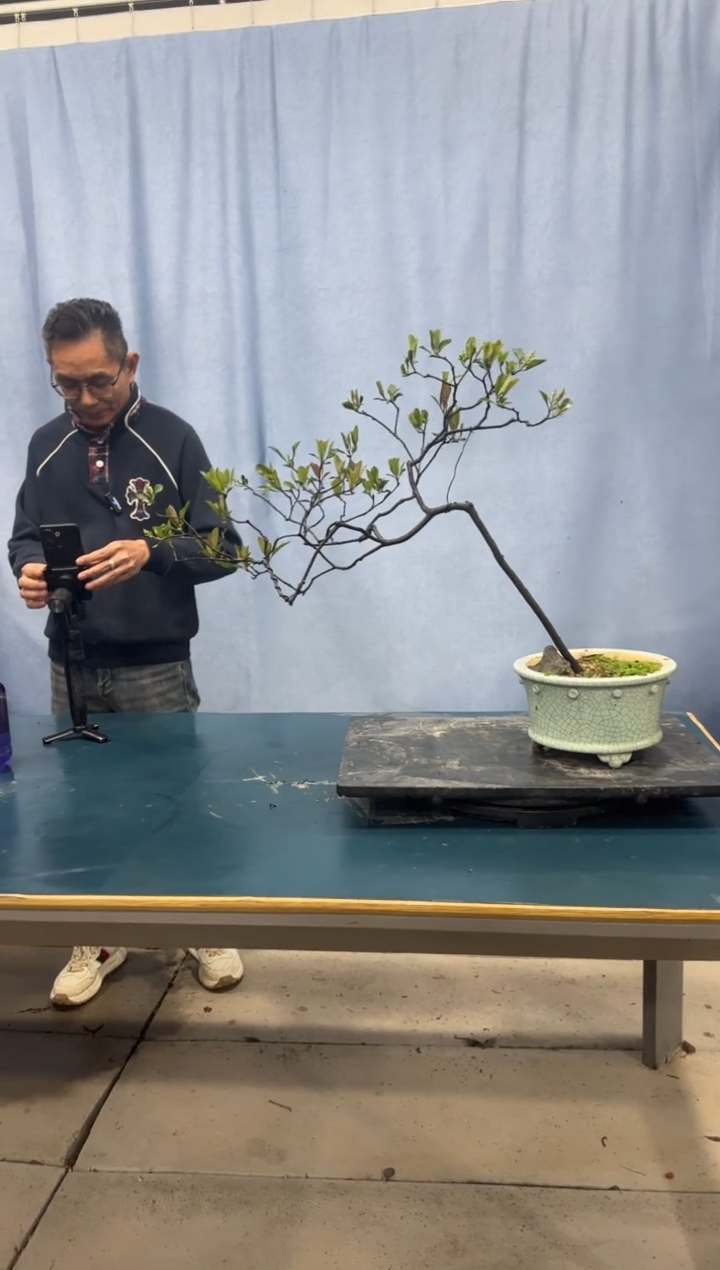 【闪购商品】盆景春花