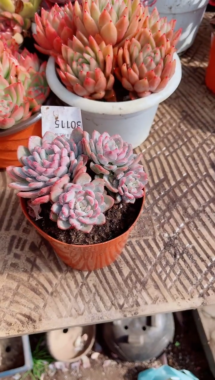 妖*跃跃精品多肉30115