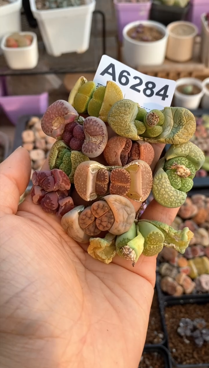 【闪购商品】6284直播一物一拍