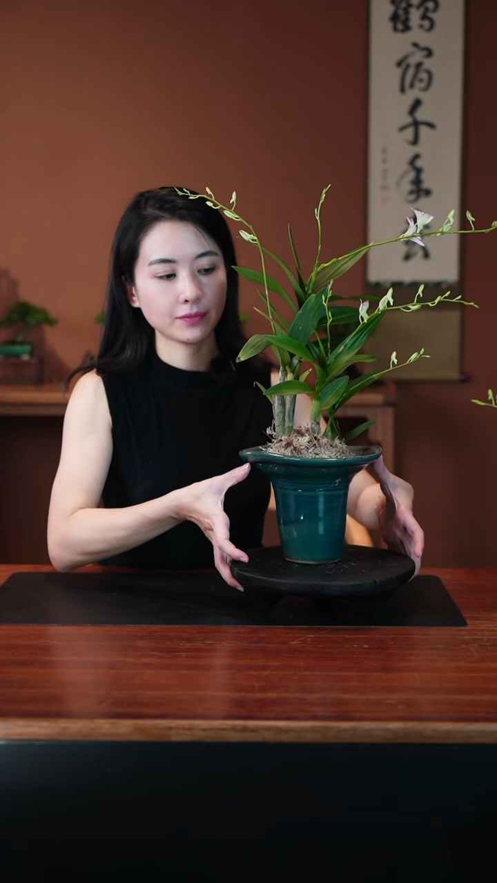 无花朵石斛兰盆景盆景盆景