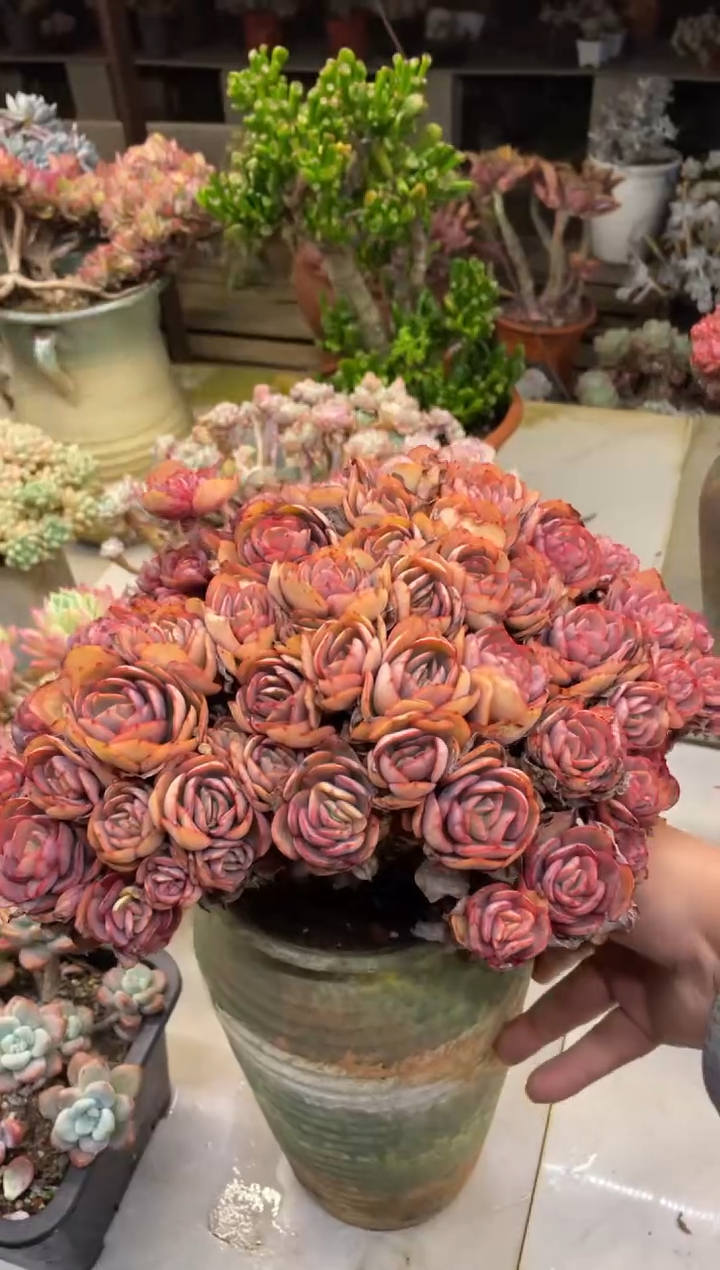 【闪购商品】149秀妍