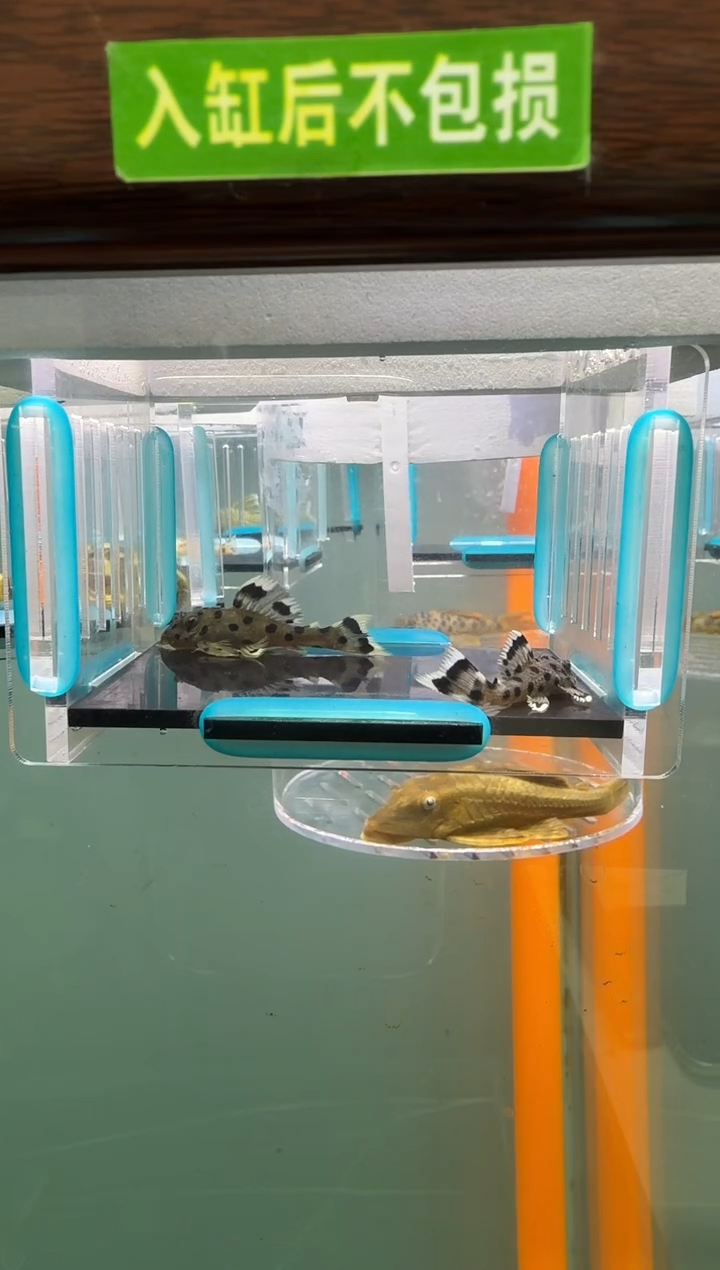 清道夫鱼013号264入缸不包损录制完整开箱视频3.8-4.2厘米