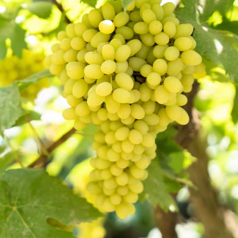 吐鲁番无核白葡萄苗 تۇرپان كىشمىش ئۈزۈمى 新疆本地两年苗包邮