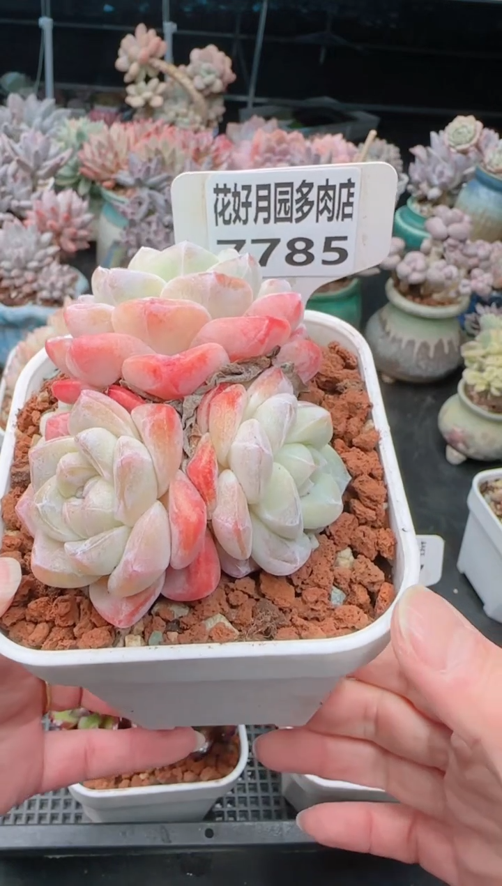 【闪购商品】7785冰玉