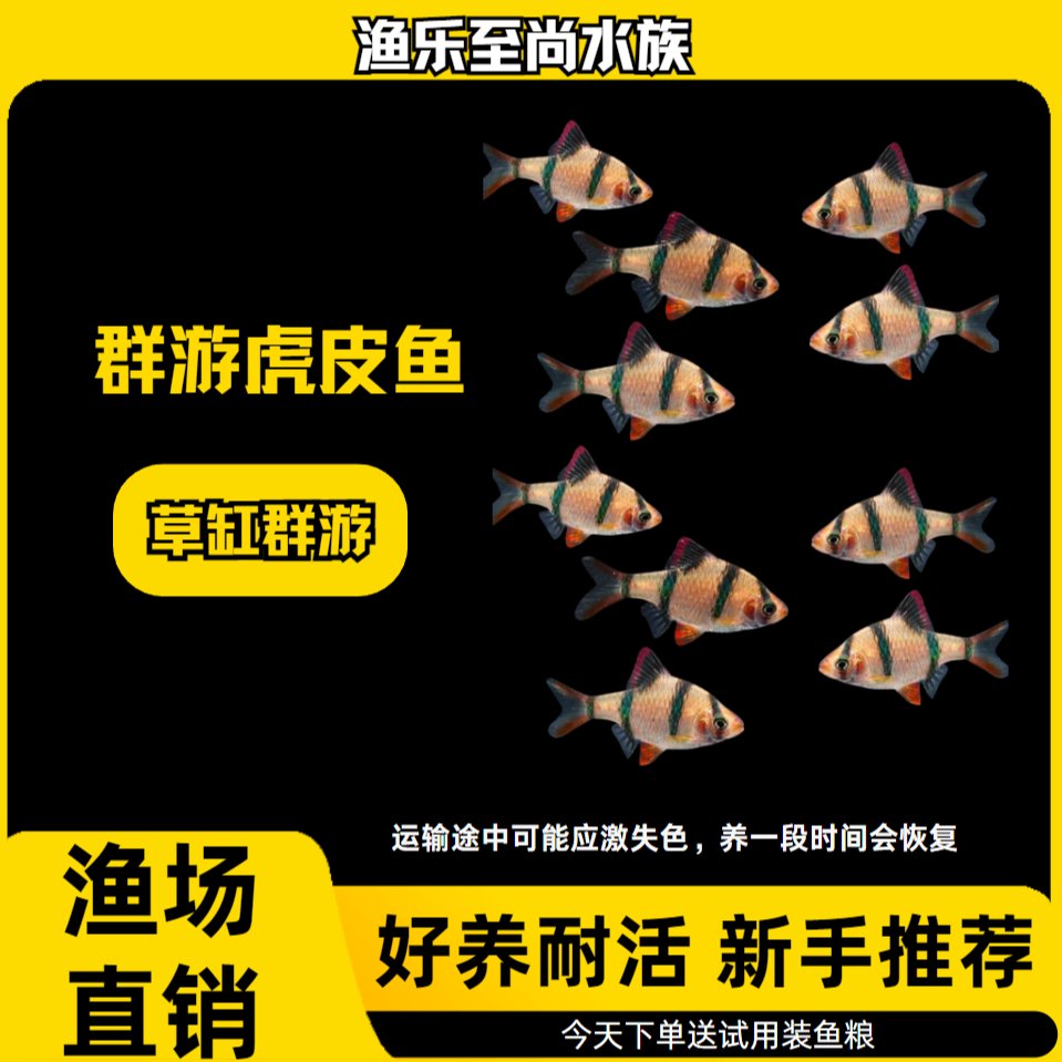 好养耐活虎皮鱼小型热带观赏鱼四间活体宠物鱼群游
