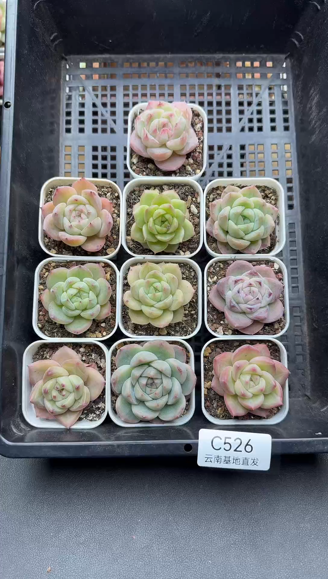 珍妮杂交多肉C526