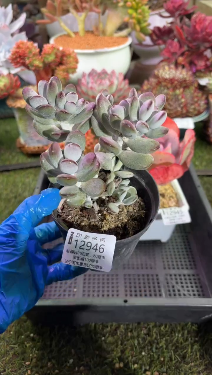 【闪购商品】12946