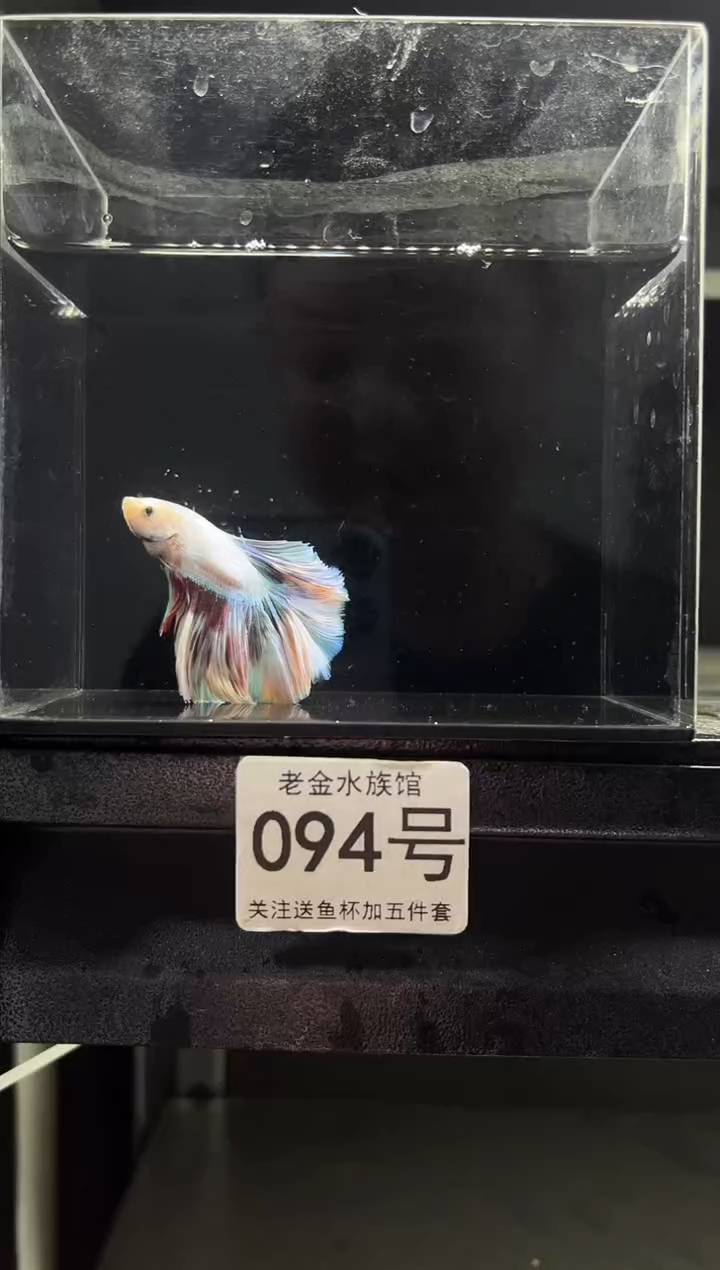 斗鱼泰国斗鱼竞拍