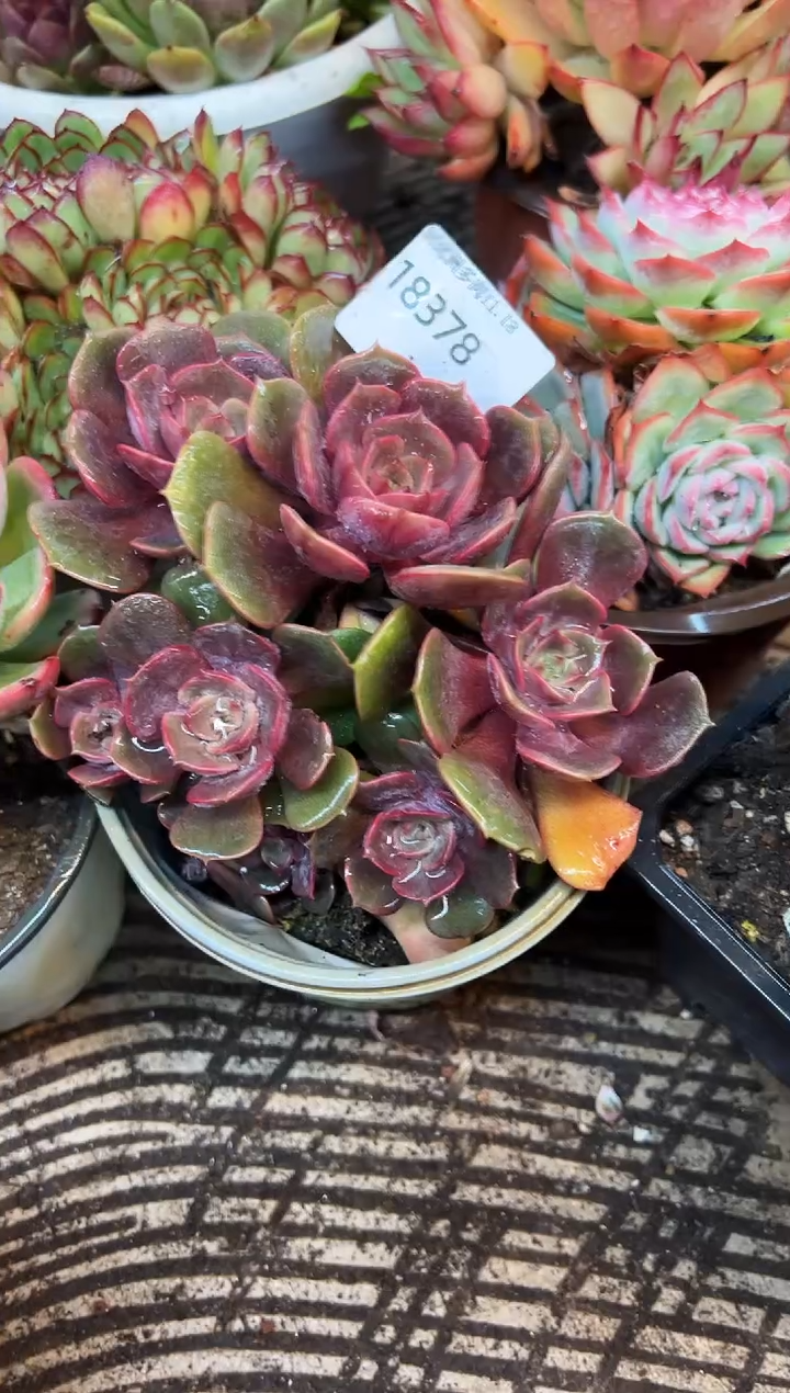 ?****?多肉植物一物一拍18378