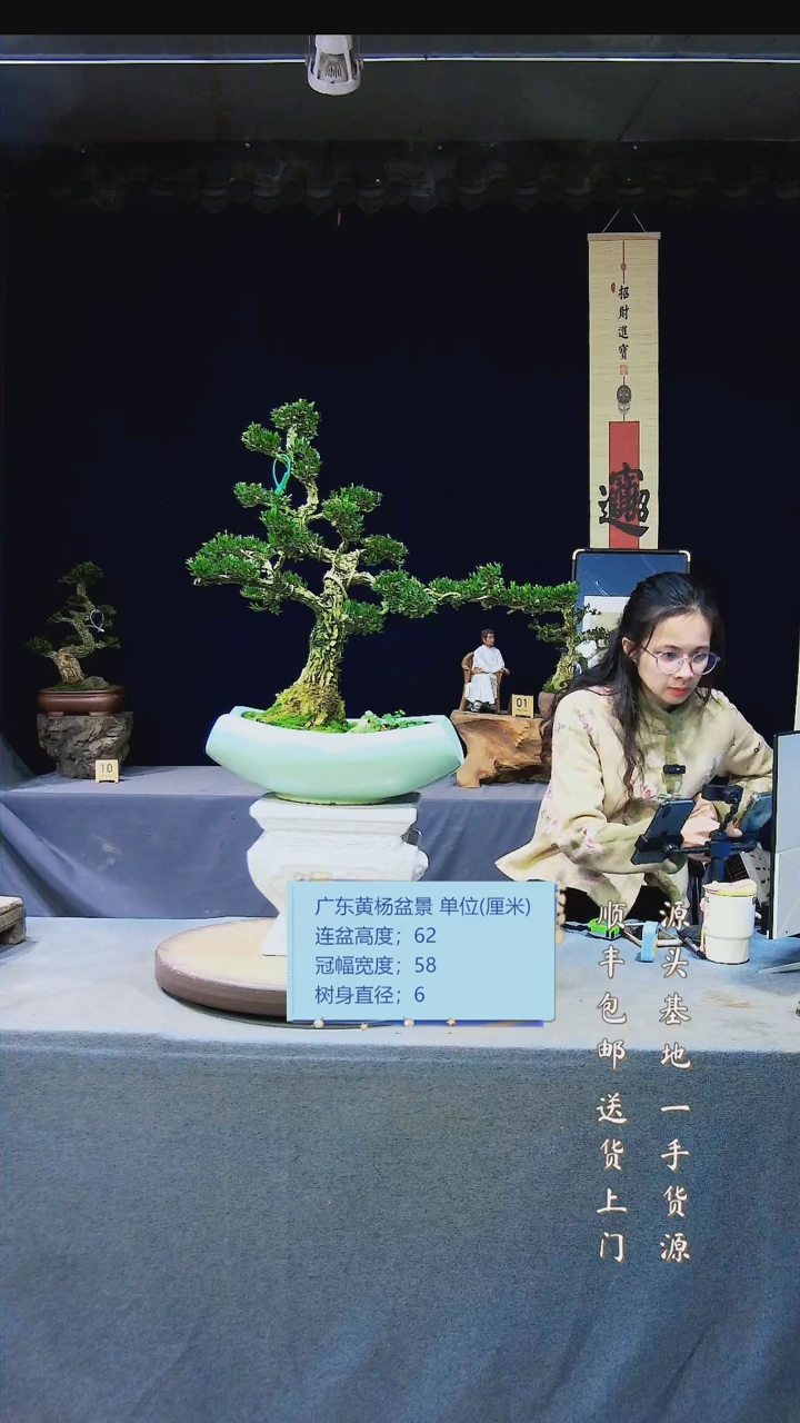 【闪购商品】雀舌黄杨盆景雀舌黄杨盆景