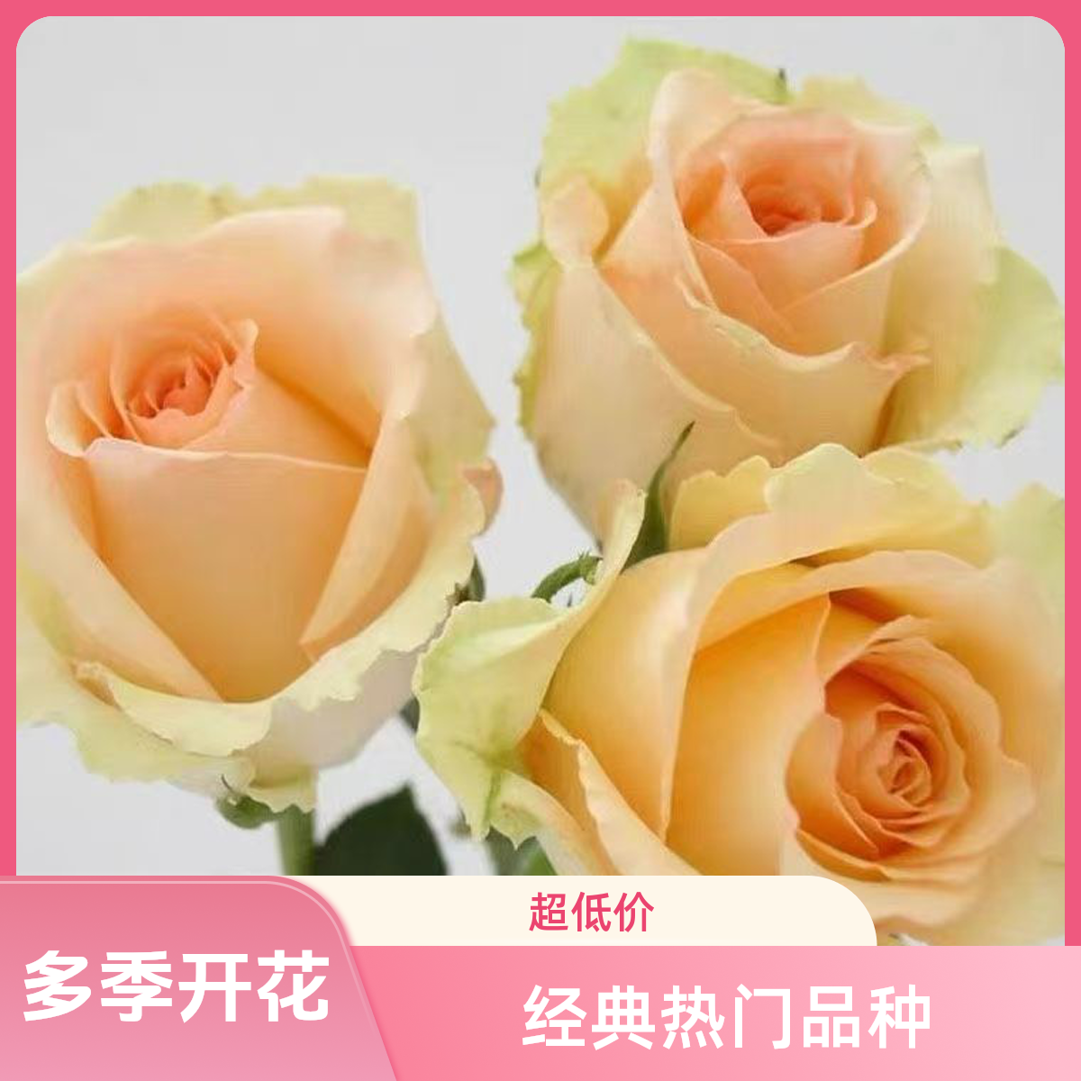 蜜桃雪山（雅奇花园）香槟玫瑰月季盆栽花苗多季开花