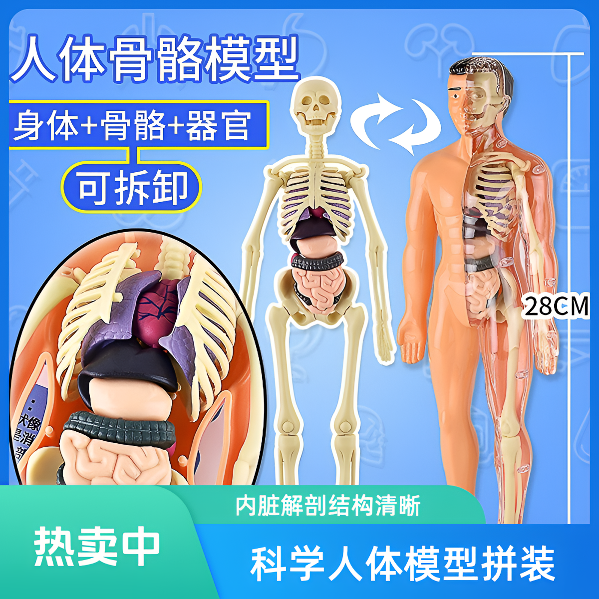 科教人体模型拼装内脏结构骨骼器官骨架益智早教玩具0-3岁3-6岁