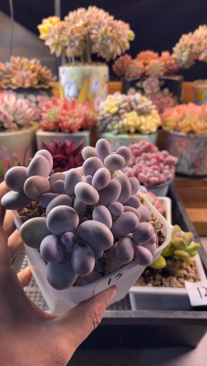 11.21-13原始奶11111111111111