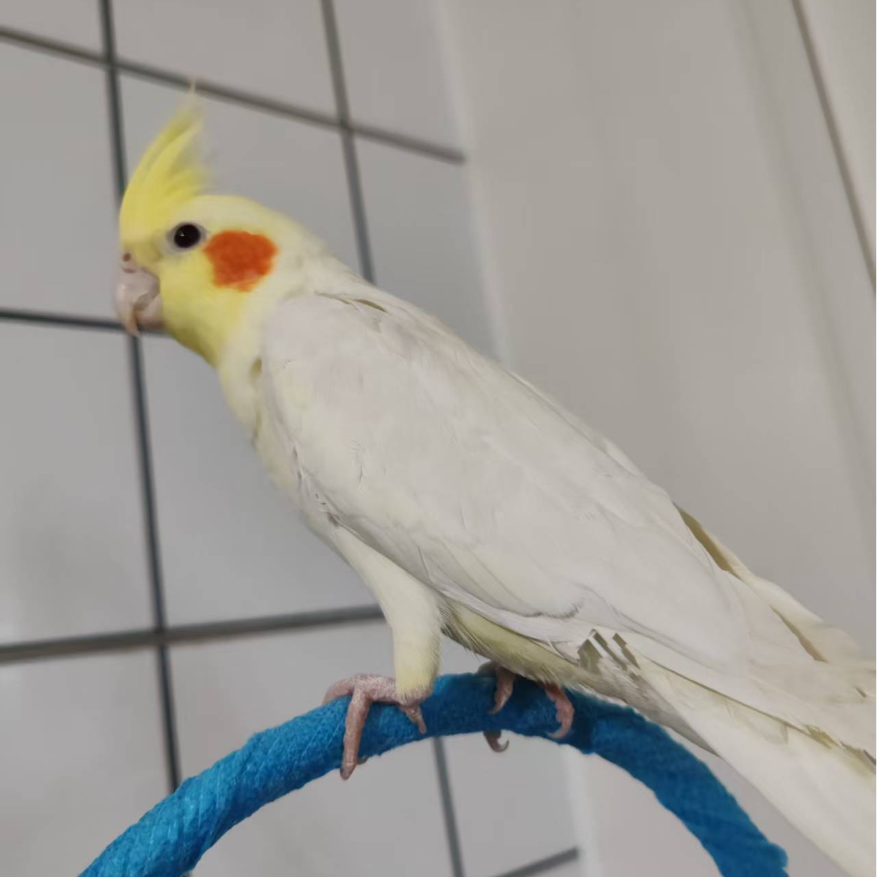 精品手养黄化鹦鹉