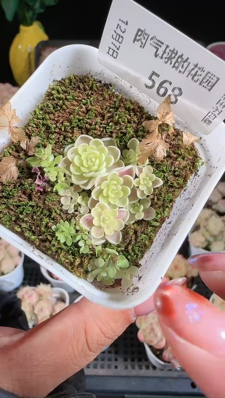 1207-568多肉群生不包整