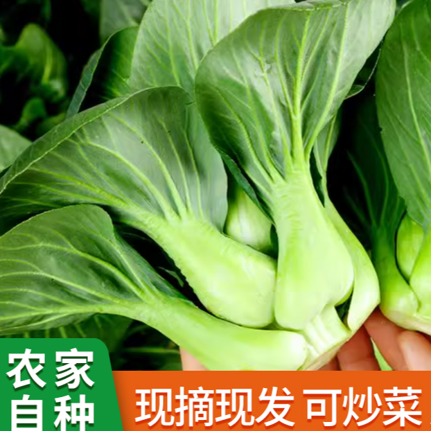 【蔬菜组合】3斤青菜+2斤大蒜农家露天种植