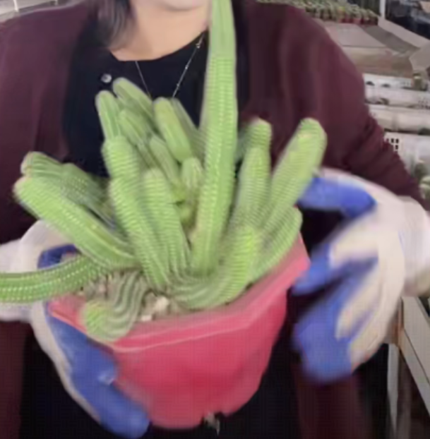 大乔园艺【 1棵  群生白檀   掉仔不售后 】脱土随机发货