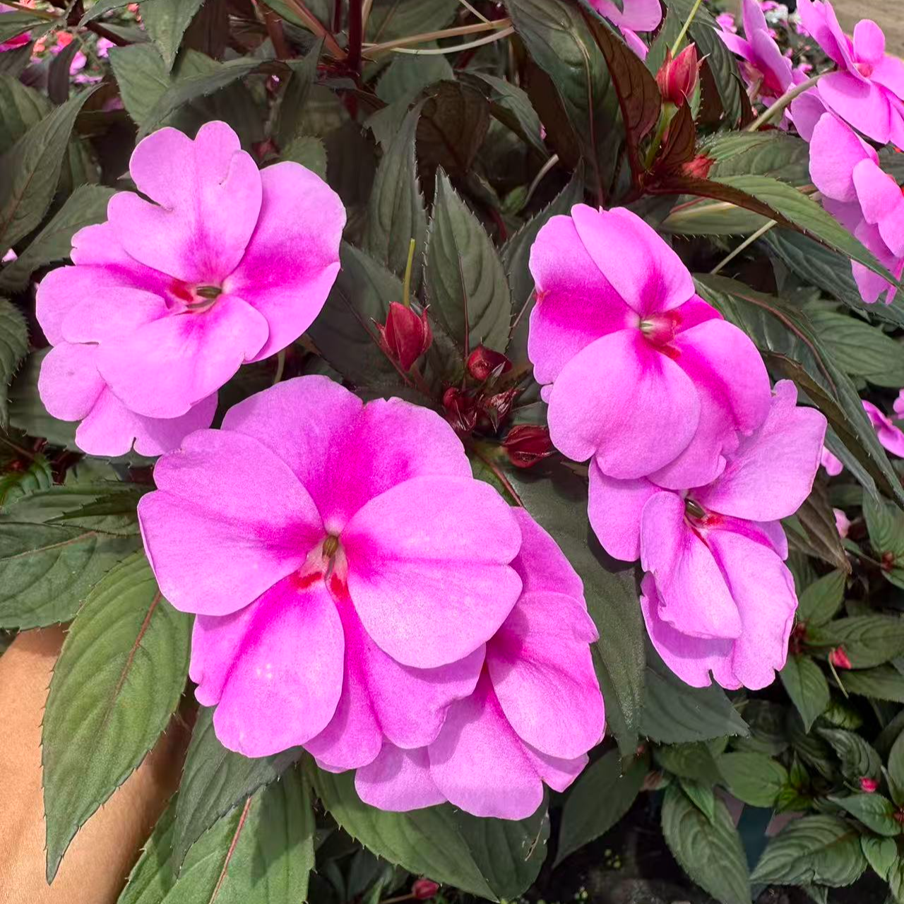 【桑贝斯凤仙花浅紫双色】耐热耐晒地栽好养易成活