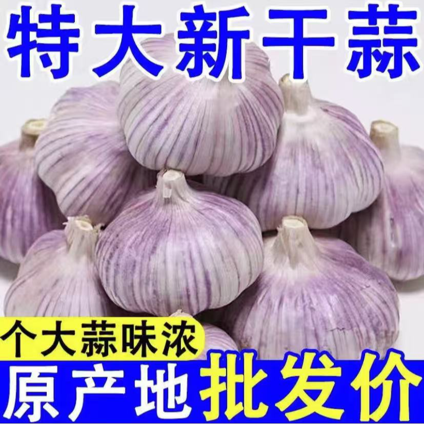 正宗紫皮大蒜新鲜干蒜农产品生鲜特产