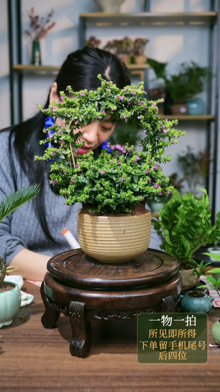 【闪购商品】53---2114满天星古陶