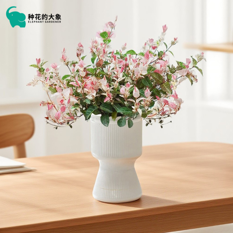 单盆装花叶络石室内绿植清新四季庭院观景客厅观赏绿植