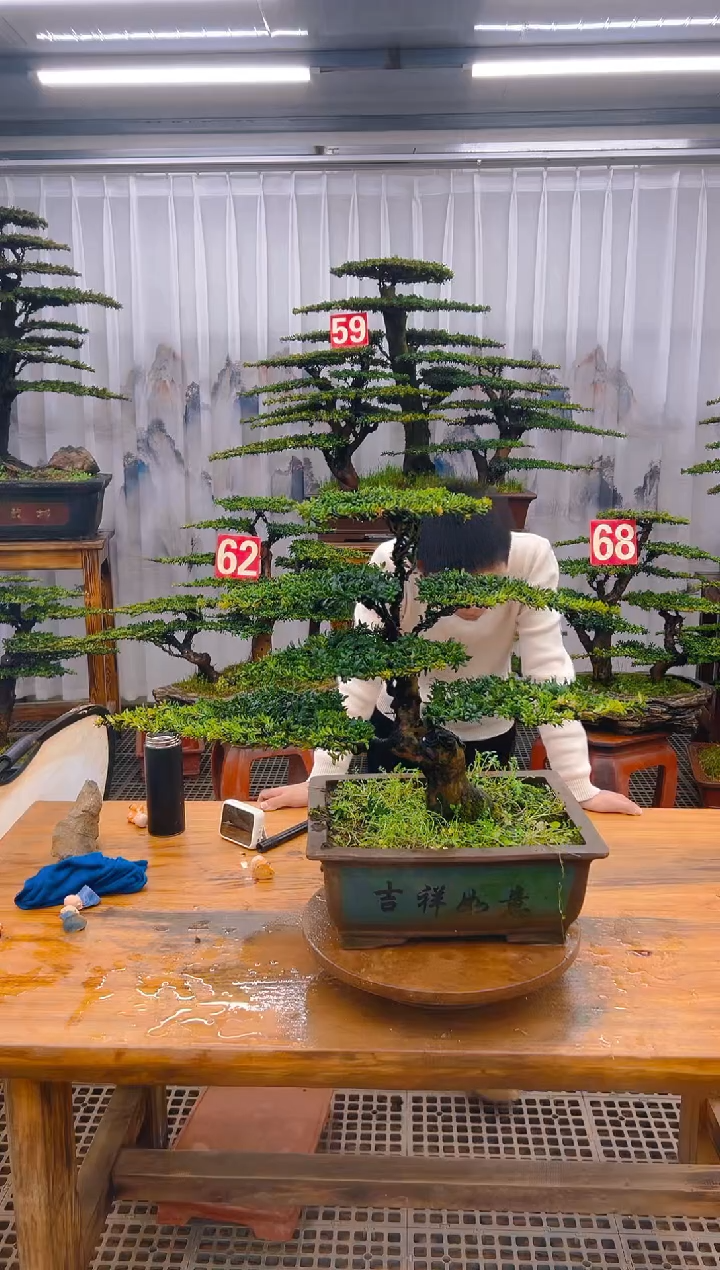 【闪购商品】紫砂精品盆景直播间一物一拍