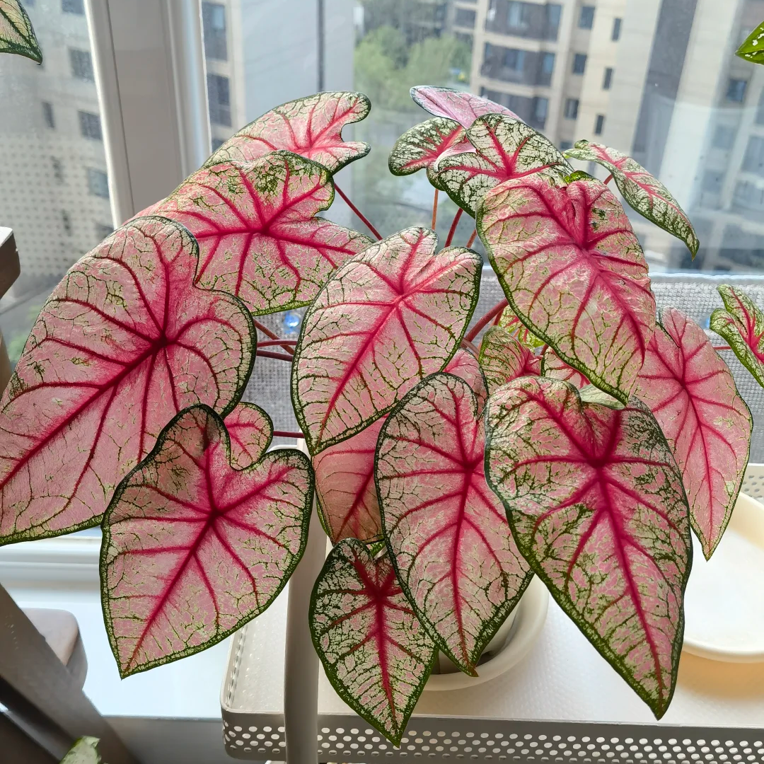 （顺丰发货）彩叶芋绿植辐射室内盆栽彩叶观叶类耐热多年生懒人植物