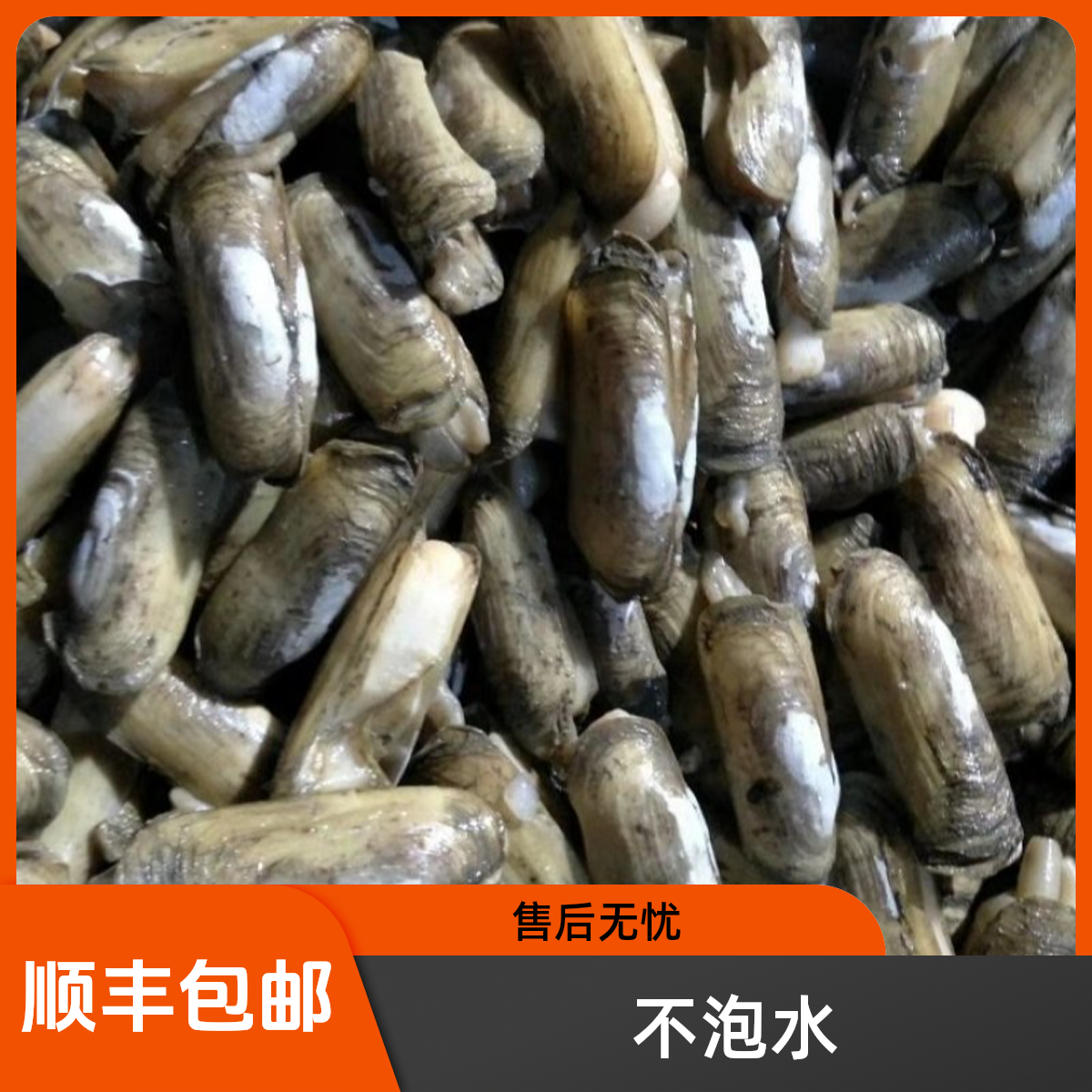 泉州不泡水野生海蛏子带泥鲜活海鲜不催熟不打药