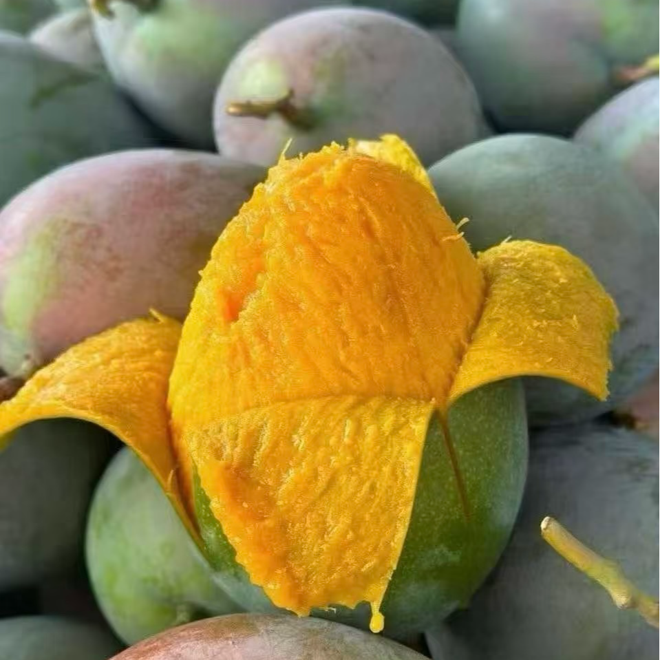 【菓沐熙优选】整果青皮攀枝花凯特芒 肉厚核小口感细腻毫无纤维感 