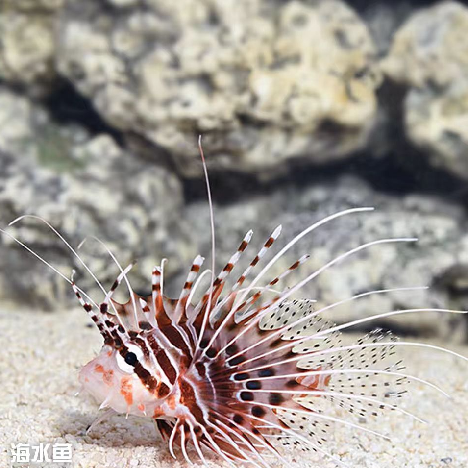 狮子鱼热带海水观赏鱼活体适合海缸养殖易养开口