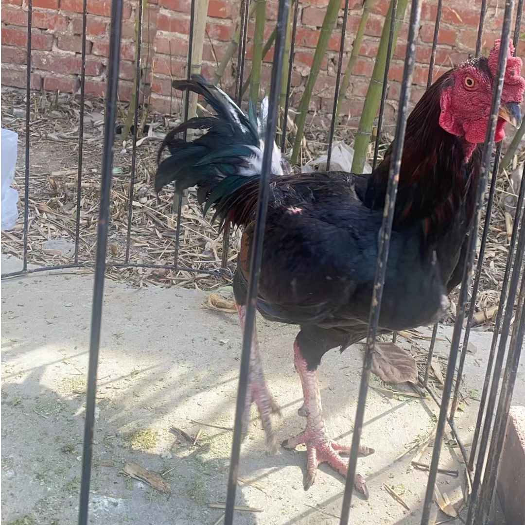 农村散养斗鸡公鸡