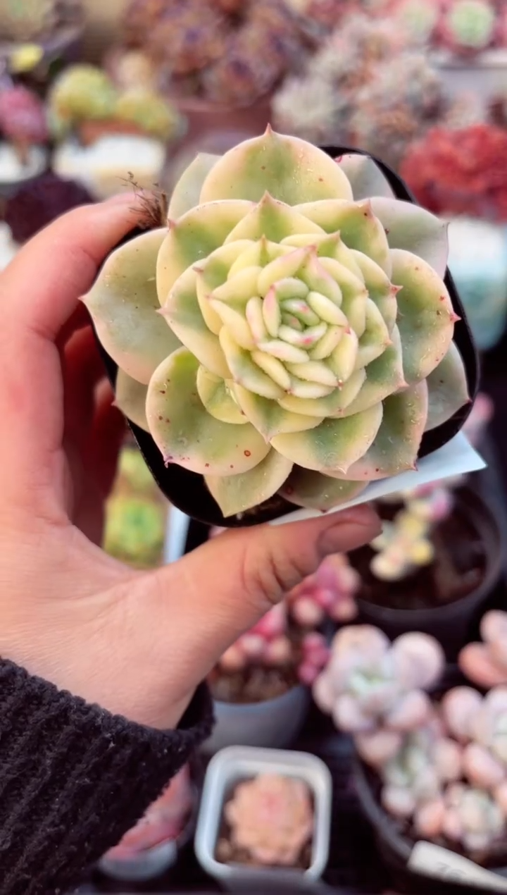 【闪购商品】7899单头蜡牡丹锦多肉