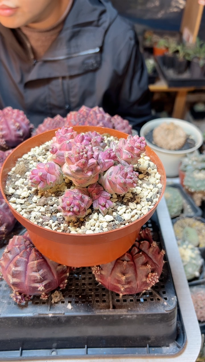 【闪购商品】26号将军阁白锦11.2公分