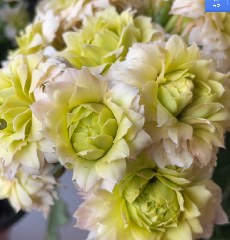 120阳光白长寿花 