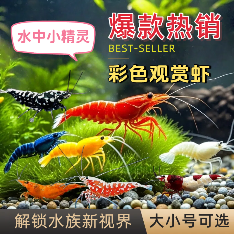 鲜活除藻观赏虾套餐黑壳虾樱花极火水晶虾鱼缸淡水工具虾宠物虾壹