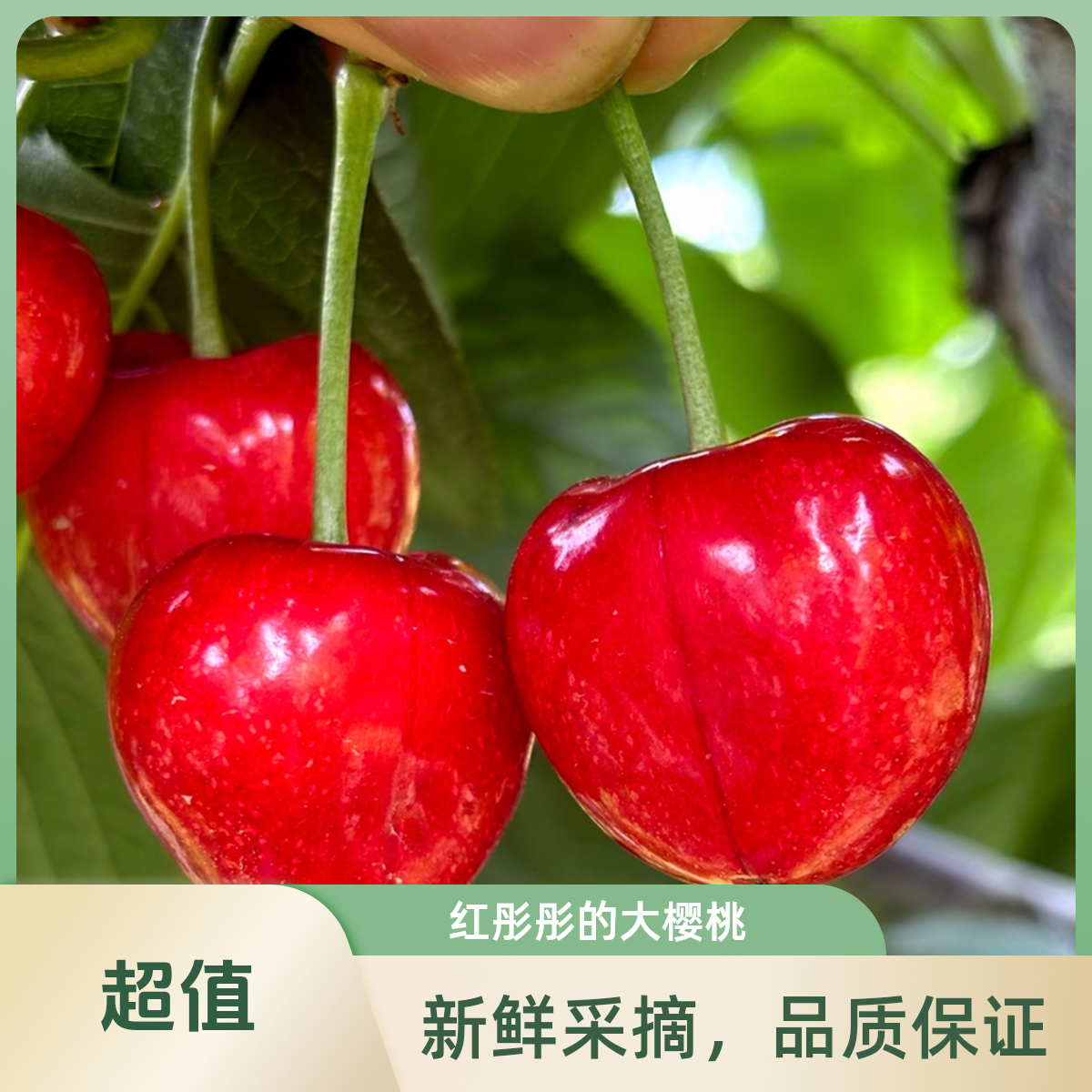 【套袋萨米脱】天水露天大樱桃3J现摘新鲜当季5斤包邮萨米脱樱桃