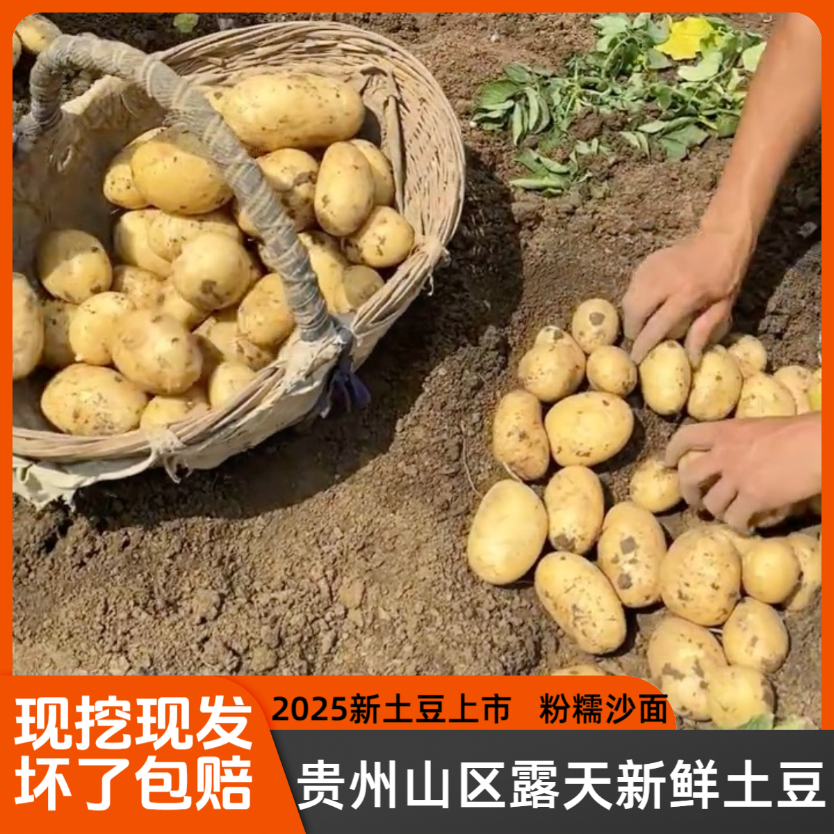 贵州农家特产高山黄皮黄心土豆大个软糯当季新鲜蔬菜露天种植洋芋