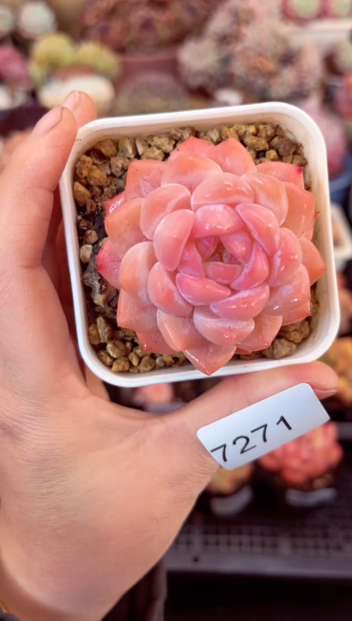 【闪购商品】7271单头冰魄多肉