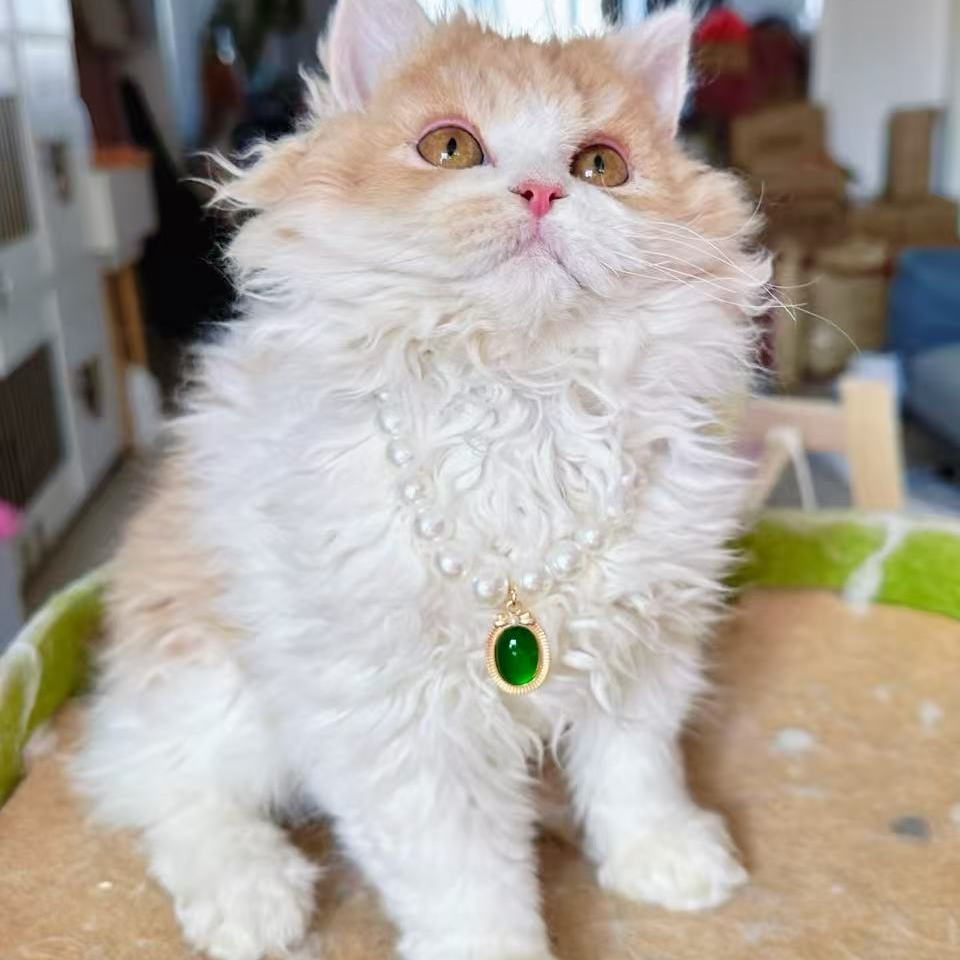 （雪糕家）T小猫咪活体