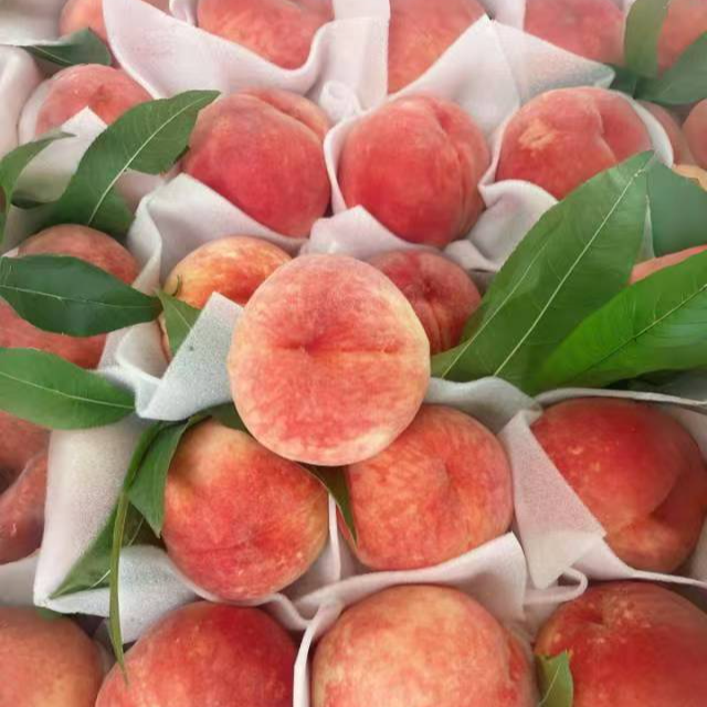 水蜜桃精品大果1000克云南省