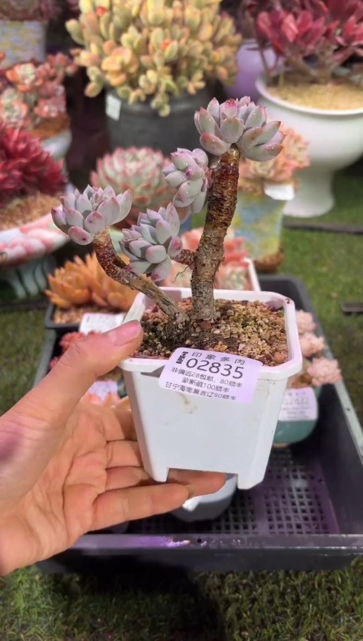 【闪购商品】02835