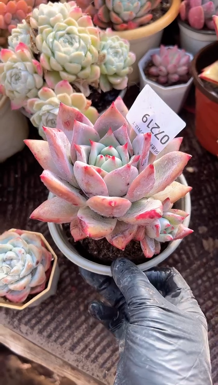 ❣****?多肉植物一物一拍07219