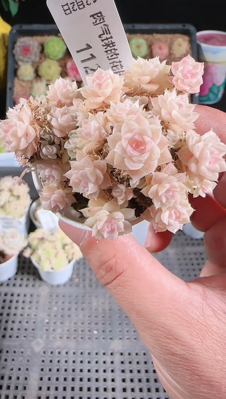 1202-112多肉群生不包整