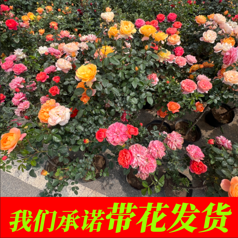 棒棒糖树桩月季盆栽绿植花卉四季开花浓香花树