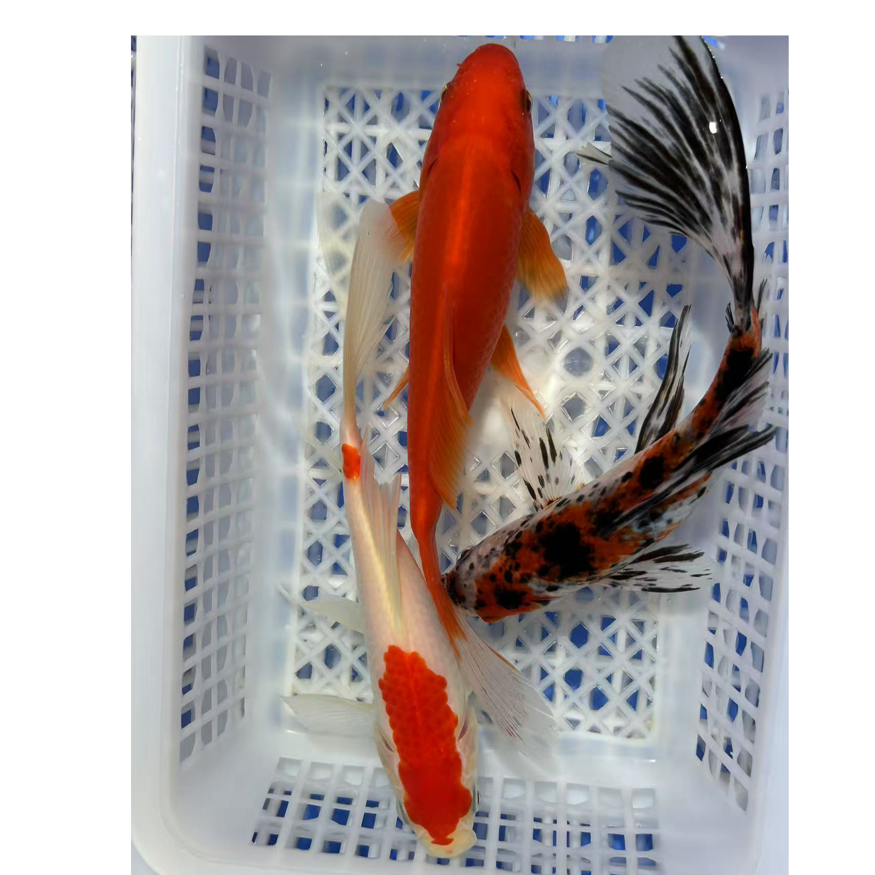 【15-18cm鹦鹉水墨樱花3条】冷水观赏鱼大眼睛草金混搭好看耐活